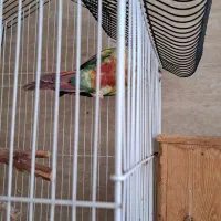 گرینچیک طوطی برزیلی قفس|پرنده|رشت, خمیران زاهدان|دیوار