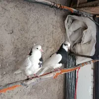 کفتر جوجه|پرنده|قم, باغ شریفی|دیوار