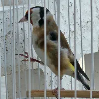 سهره چهارگل دهن لر|پرنده|مشهد, شهرک شهید باهنر|دیوار