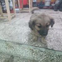 سلام سگ شیتزو|سگ|مشهد, شهید معقول|دیوار
