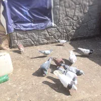 کفتر المانی فروشی