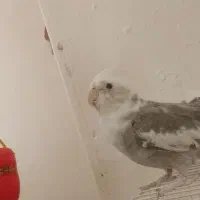 عروس هلندی|پرنده|مشهد, نیزه|دیوار