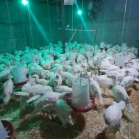 بوقلمون گوشتی طبیعی