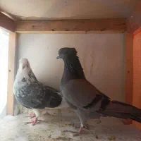 کبوتر|پرنده|خاوران, |دیوار