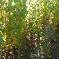 ارئه نهال صنوبر|خدمات باغبانی و درختکاری|تهران, شهرآرا|دیوار