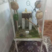 دوعدد مرغ فنچ با قفس|پرنده|سراوان, |دیوار