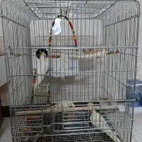 عروس هلندی جفت با جوجه