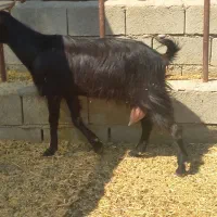 بز شیری