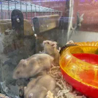 همستر سوری و کمپل|موش و خرگوش|قزوین, |دیوار