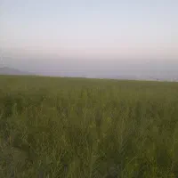 زمین کشاورزی شراکت برای شلغم گندم و خرفه بیضا|اجارهٔ دفتر صنعتی، کشاورزی، تجاری|بیضا, |دیوار