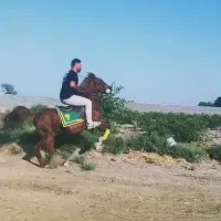 نریان سواریدار ۸ب۹ سال