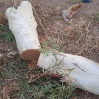 بریدن درخت وحرس کاری