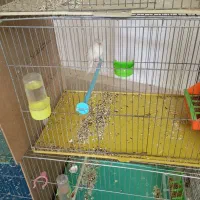 قناری ماده سوپر|پرنده|پیر بکران, |دیوار