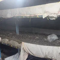 وسایل پرورش قارچ