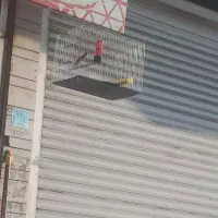 انواع قناری کوتاه بلند خون|پرنده|آمل, |دیوار