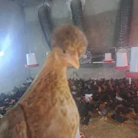 مرغ و خروس گلپایگانی ۲ ماهه