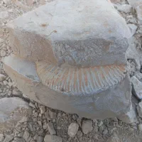 فسیل قدیمی جذاب|کلکسیون اشیاء عتیقه|بلوک, |دیوار