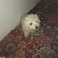 واگذار دوتا سگ پاپی ماده یکیشون بار داره|سگ|داران, |دیوار