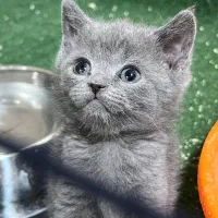 واگذاری گربه تمامی نژاد