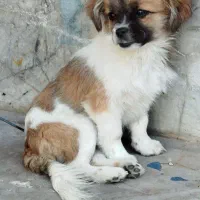 سگ پامر|سگ|زاهدان, |دیوار