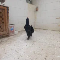 خروس مرندی|حیوانات مزرعه|دوتپه, |دیوار