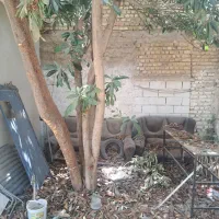 راهنمایی درمورد حیاط تجاری با دو اطاق|اجارهٔ مغازه و غرفه|شیراز, شهرک قمشه|دیوار