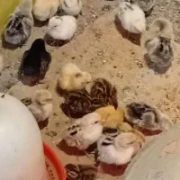 جوجه مرغ مینیاتوری|حیوانات مزرعه|پاکدشت, پاکدشت (مامازند)|دیوار