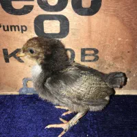 جوجه نژاد دار امپراطور