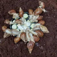 حراج حلزون اچاتینا مولد|خزنده|تهران, شهرک آزمایش|دیوار