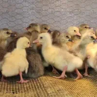 جوجه غاز گوشتی