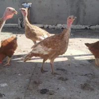 بوقلمون جوجه مرغ