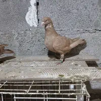 کبوتر دورگ|پرنده|شوش, |دیوار