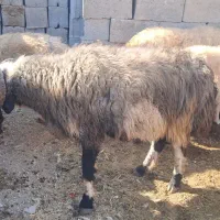 قوچ بذری روزگاری|حیوانات مزرعه|نی‌ریز, |دیوار