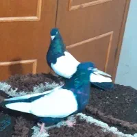 کسی پرنده خوب سینه ای درجه یک خواست هست|پرنده|اهواز, دغاغله|دیوار