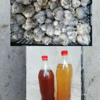سیر و سرکه انگور،سیب