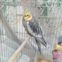 عروس هلندی