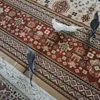 عروس هلندی