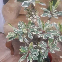 گل مرجان ابلق