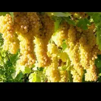 انگور کشمشی درجه یک وتازه