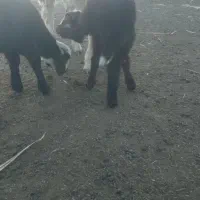 بره شیر خور|حیوانات مزرعه|انبارآلوم, |دیوار