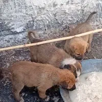 واگذاری سگ نگهبان افغان سرابی عراقی قدرجونی ژرمن