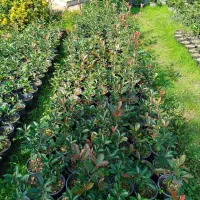 فتونیا ، فوتونیا و یاس هلندی