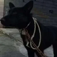 سگ شپرد ژرمن نگهبان