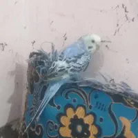 اهواز مهدیس چاراه بنگداران|پرنده|اهواز, کوی مهدیس|دیوار