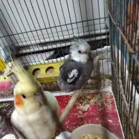 عروس هلندی|پرنده|قم, شهرک امام حسن|دیوار