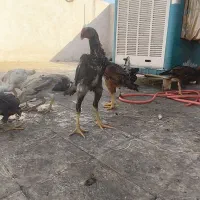 خروس و مرغ لاری