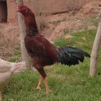 خروس لاری