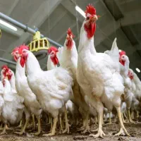 تخم نطفه دار مرغ راس گوشتی و بوقلمون|حیوانات مزرعه|اصفهان, آزادان|دیوار