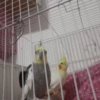 عروس هلندی جفت  باتخم|پرنده|مشهد, سلام|دیوار