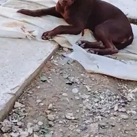 سگ پیتبول نر و ماده